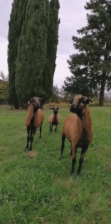 Entre Perigueux Et Bergerac Villa Vergt Buitenkant foto